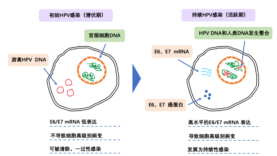 HPV感染過(guò)程.png